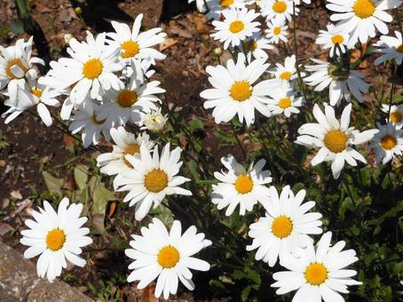 花壇のマーガレット 花壇のマーガレットの写真
