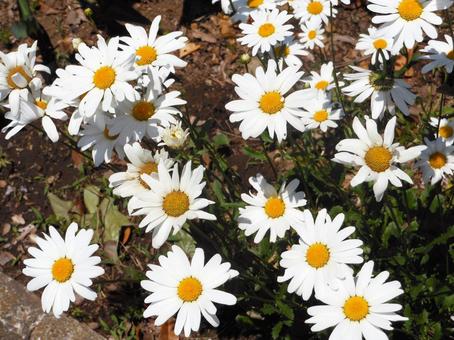 Marguerite in the flower bed, JPG