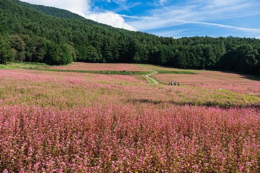 赤そばの里 赤そばの里,信州,長野の写真素材