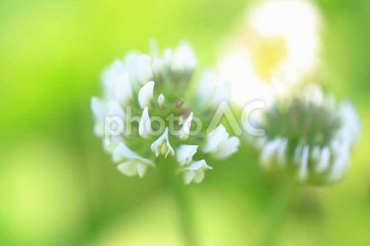 春、しろつめくさ しろつめくさ,可愛い,可憐の写真素材