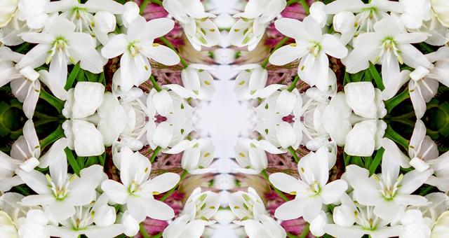 主に白いアリウムの花柄イメージ素材 主に白いアリウムの花柄イメージ素材の写真