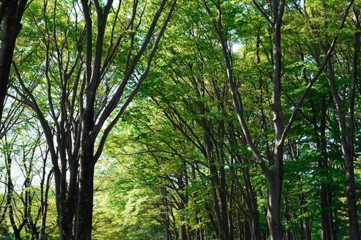 公園の木々・木漏れ日 公園の木々・木漏れ日 木,木々,樹木の写真素材