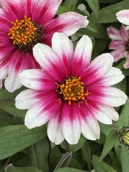 秋の花壇 秋の花壇の写真