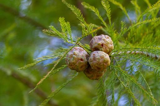 ラクウショウの球果 ラクウショウの実,ラクウショウ,落羽松の写真素材