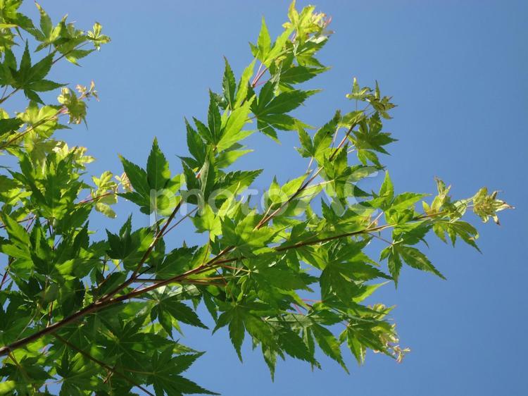 もみじ　カエデ　紅葉　楓 かえで,しょくぶつ,もみじの写真素材