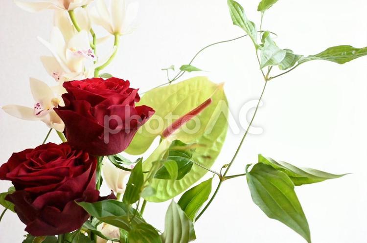 赤い薔薇とアンスリウム 薔薇,バラ,赤の写真素材