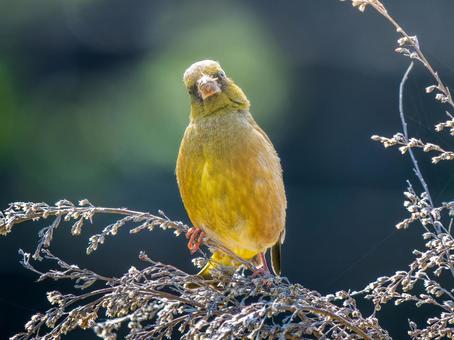 枝にとまるカワラヒワ 枝にとまるカワラヒワの写真