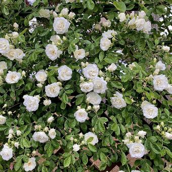 バラ バラ 薔薇,バラ,ピンクの写真素材