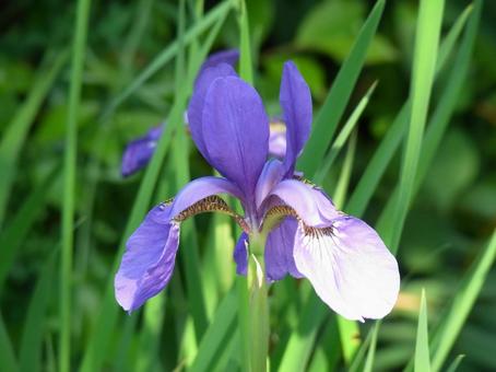 住宅地の水路に咲くアヤメの花 住宅地の水路に咲くアヤメの花の写真