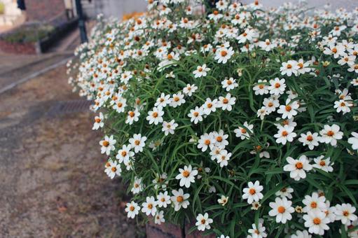 白い小花の写真 白い小花の写真の写真