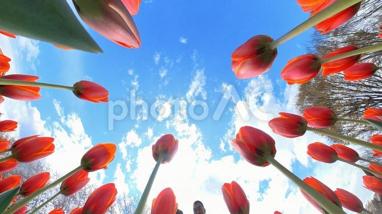 チューリップ花壇の地面から青空を見上げる チューリップ,畑,地面の写真素材