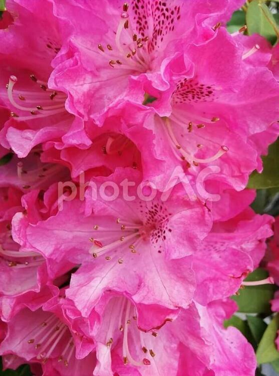 花　石楠花　しゃくなげ　シャクナゲ　サツキ　ツツジ　皐月　躑躅　威厳　荘厳　危険　2 石楠花,しゃくなげ,シャクナゲの写真素材