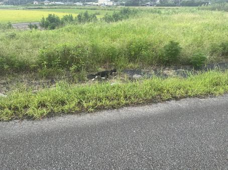 草むらの野良猫’’ 草むらの野良猫’’の写真