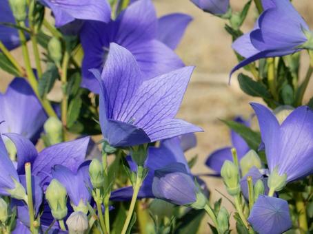 【花の写真】キキョウ(桔梗) 【花の写真】キキョウ(桔梗)の写真