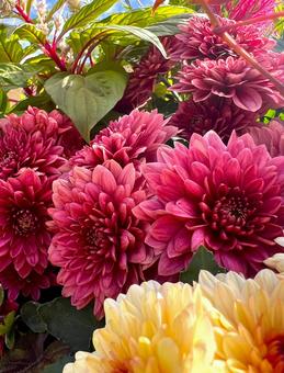 マム マム マム,キク,花の写真素材