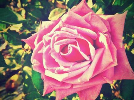 紫のバラ 紫のバラの写真