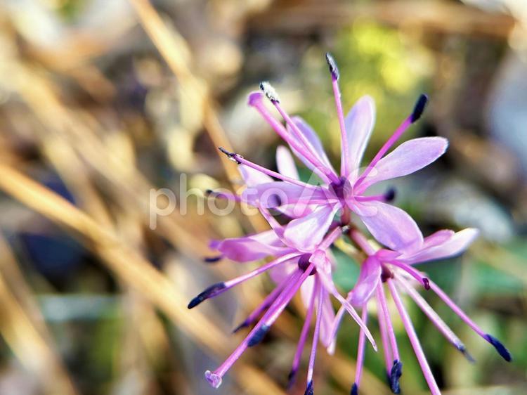日を浴びるショウジョウバカマの花 ショウジョウバカマ,花,フラワーの写真素材