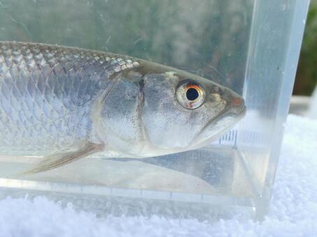 ハス(川魚)　顔　 川魚,ハス,日淡の写真素材