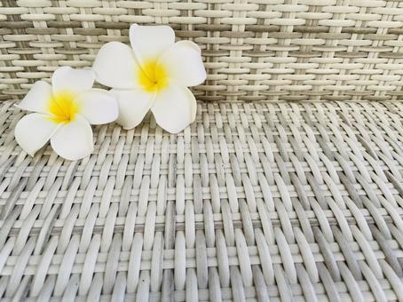 Plumeria, JPG Plumeria, JPG