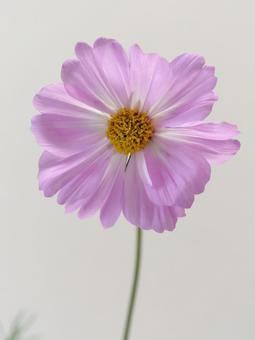 ピンク色のコスモスの花 ピンク色のコスモスの花 花,植物,生花の写真素材