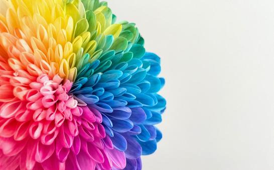 美しきレインボーマム レインボーフラワー,虹色の花,カラフルの写真素材