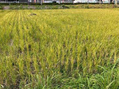 秋の田んぼ 田んぼ,稲,田畑の写真素材