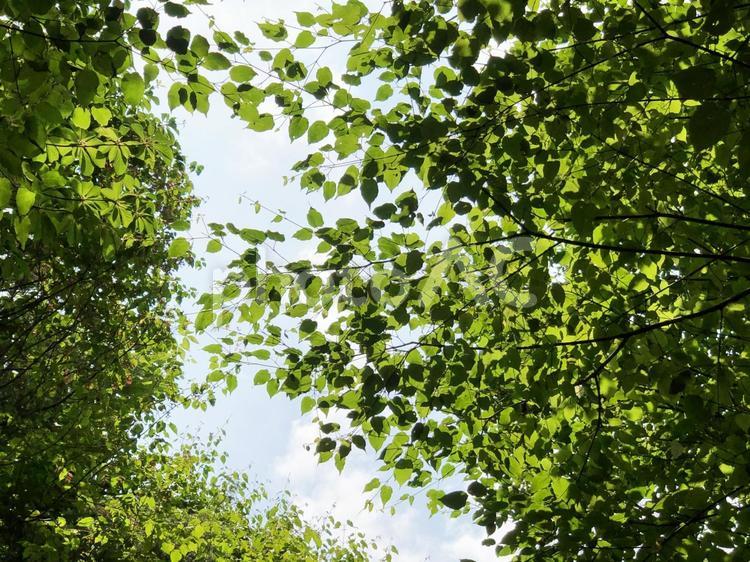 新緑の木漏れ日 新緑,みどり,グリーンの写真素材