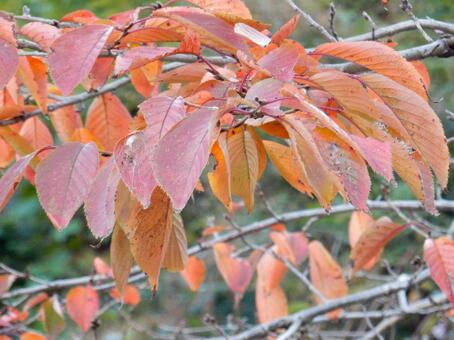 【風景写真】晩秋の風景 紅葉,葉っぱ,晩秋の写真素材