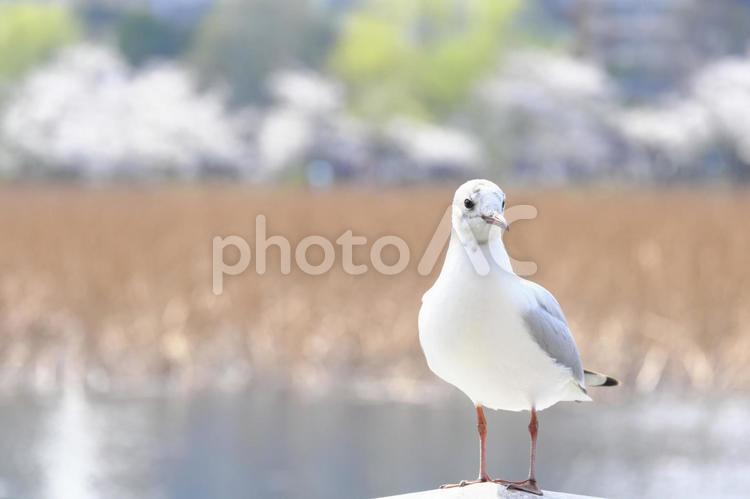 【東京】不忍池のゆりかもめ ゆりかもめ,ユリカモメ,鳥の写真素材