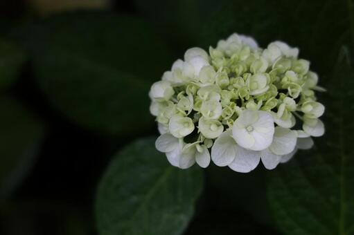初夏の淡いライム色の紫陽花 アジサイ,白い花,ライムグリーンの写真素材
