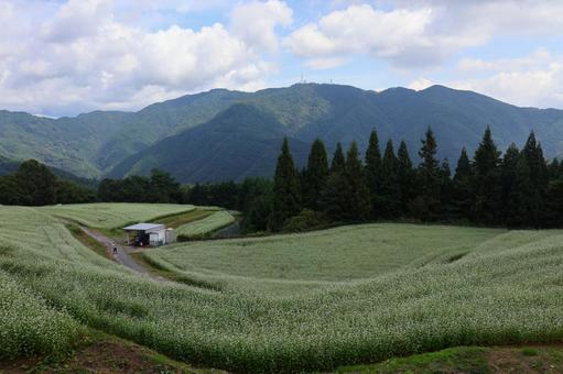 9月下旬のまんのう町島ヶ峰の天空のソバ畑 9月下旬のまんのう町島ヶ峰の天空のソバ畑の写真