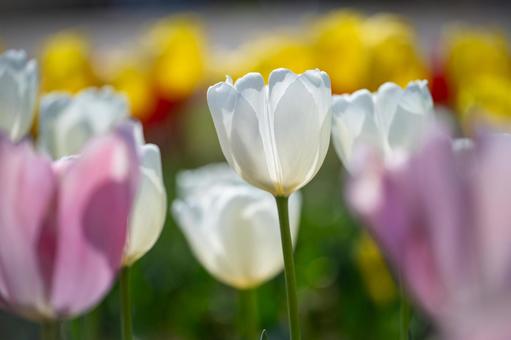 チューリップの写真