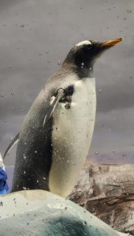 ペンギン ペンギンの写真