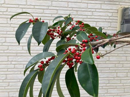 赤い実のなったクロガネモチ クロガネモチ,木,赤い実の写真素材