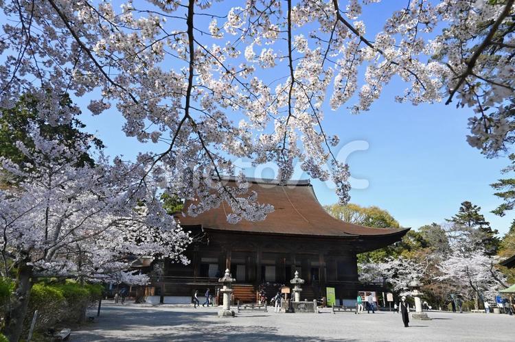 満開の桜咲く滋賀県大津市三井寺 国宝金堂 三井寺,園城寺,金堂の写真素材