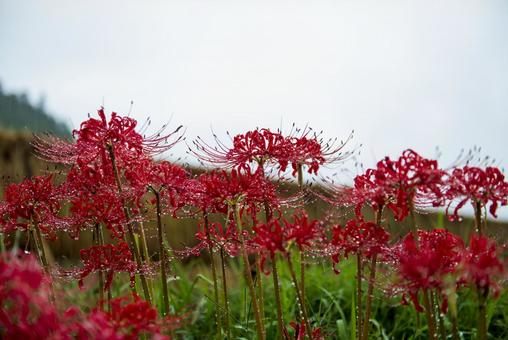 雨上がりの曼珠沙華 雨上がりの曼珠沙華 彼岸花,雨,秋の写真素材