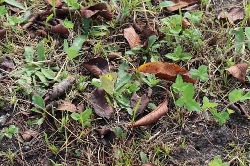 地面の草に擬態するモンキチョウ 地面の草に擬態するモンキチョウ 虫,地面,草の写真素材
