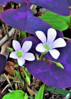 薄紫の花の写真
