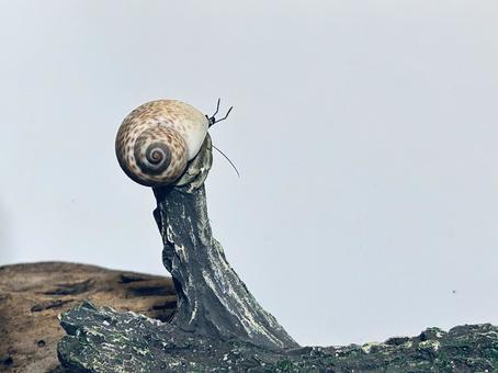 高いところにいるオカヤドカリ オカヤドカリ,ペット,飼育の写真素材