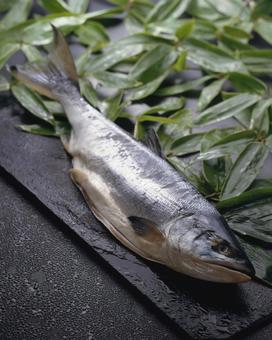 鮭の干物 鮭の干物 鮭,干物,乾物の写真素材