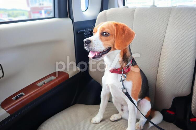 ビーグル　車でお出かけ　外を眺める ビーグル,犬,車の写真素材