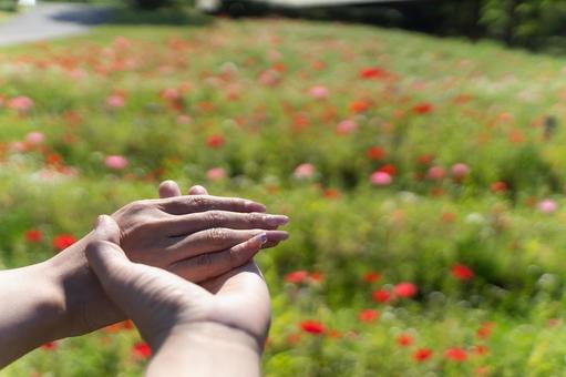 春の花畑で手を重ねるカップル④ 春の花畑で手を重ねるカップル④ 恋人,カップル,手をつなぐの写真素材