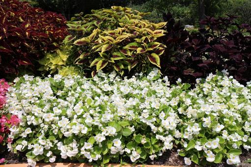 白いベコニアと色とりどりのコリウスの葉の写真