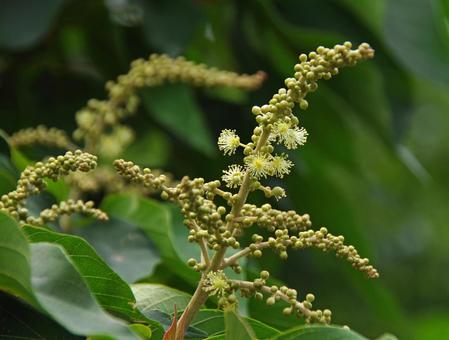 アカメガシワ アカメガシワ,赤芽柏,赤芽槲の写真素材
