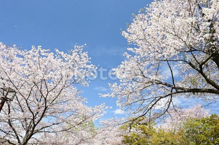 青空と満開の桜 桜,さくら,サクラの写真素材