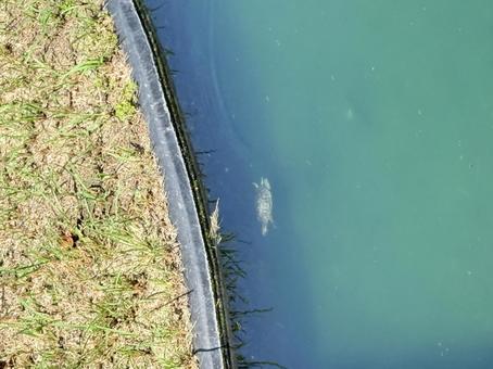 池の亀 池の亀 池,亀,子どもの写真素材