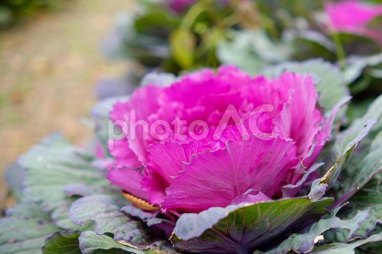 鮮やかなハボタンの花 ハボタン,花,花びらの写真素材