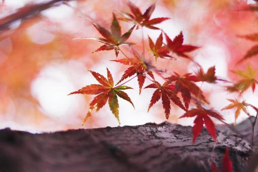 色鮮やかな秋の紅葉 色鮮やかな秋の紅葉 紅葉,秋,もみじの写真素材