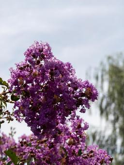 夏空に咲く鮮やかな百日紅 花,サルスベリ,百日紅の写真素材