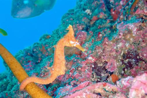 三浦 青い海とタツノオトシゴ 三浦 青い海とタツノオトシゴ スキューバダイビング,ダイビング,タツノオトシゴの写真素材